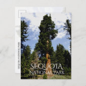 Sequoia Tree tegen Blue Sky, Sequoia NP Briefkaart (Voorkant / Achterkant)