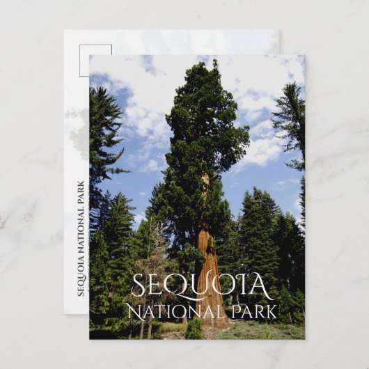Sequoia Tree tegen Blue Sky, Sequoia NP Briefkaart (Voorkant / Achterkant)