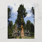 Sequoia Tree tegen Blue Sky, Sequoia NP Briefkaart (Voorkant)