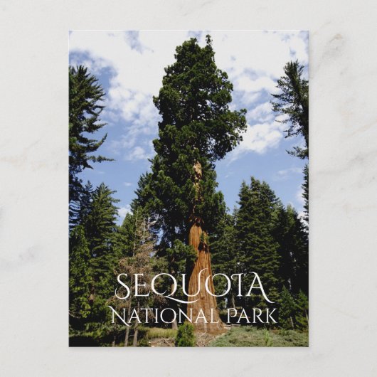 Sequoia Tree tegen Blue Sky, Sequoia NP Briefkaart (Voorkant)