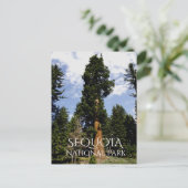 Sequoia Tree tegen Blue Sky, Sequoia NP Briefkaart (Staand voorkant)