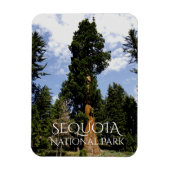 Sequoia Tree tegen Blue Sky, Sequoia NP Magneet (Verticaal)