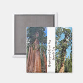 Sequoia Trees Magneet (Voorkant / Achterkant)
