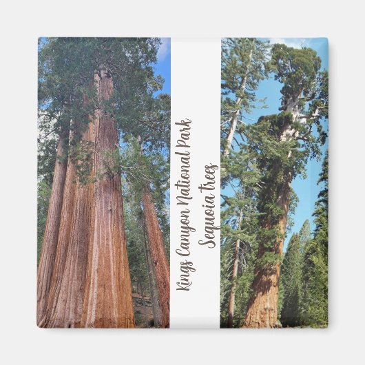 Sequoia Trees Magneet (Voorkant)