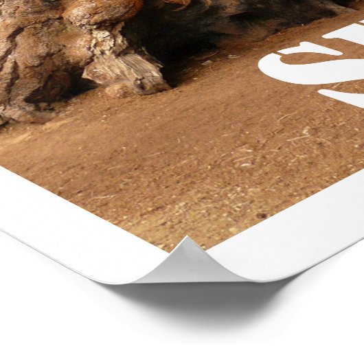 Sequoia Trees, Nationaal Park Sequoia, Californië Poster (Hoek)