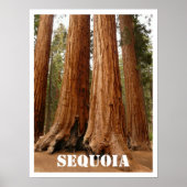 Sequoia Trees, Nationaal Park Sequoia, Californië Poster (Voorkant)