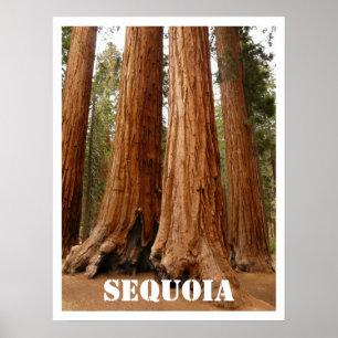 Sequoia Trees, Nationaal Park Sequoia, Californië Poster