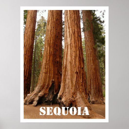 Sequoia Trees, Nationaal Park Sequoia, Californië Poster (Voorkant)