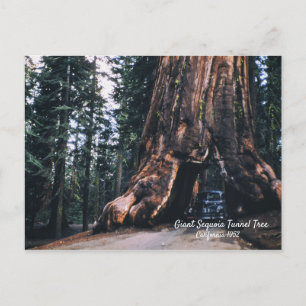 Sequoia Tunnel Tree California 1952 Briefkaart