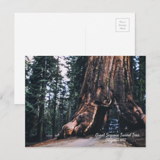 Sequoia Tunnel Tree Californië, 1952 Briefkaart (Voorkant / Achterkant)