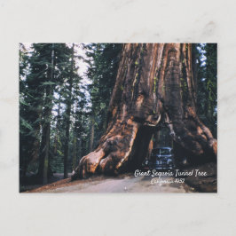 Sequoia Tunnel Tree Californië, 1952 Briefkaart