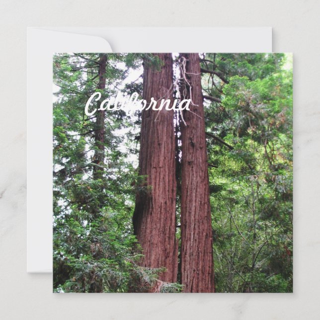Sequoias (Voorkant)