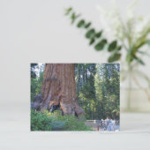 Sequoias Forrests Bark Fences Briefkaart (Staand voorkant)