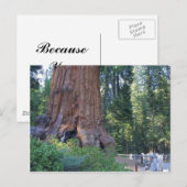 Sequoias Forrests Bark Fences Briefkaart (Voorkant / Achterkant)