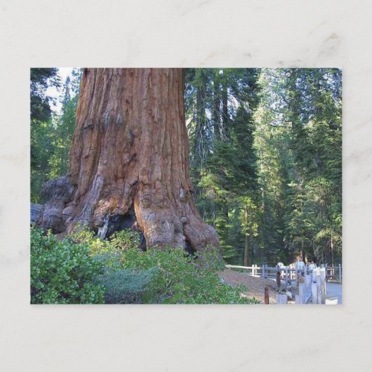 Sequoias Forrests Bark Fences Briefkaart (Voorkant)