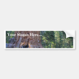 Sequoias Forrests Bark Fences Bumpersticker