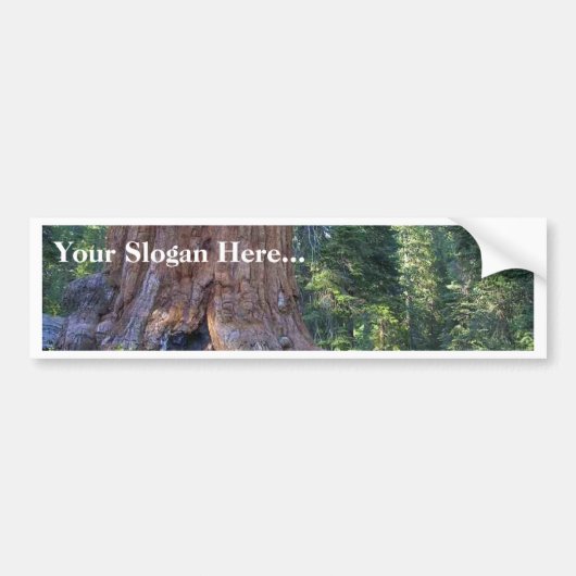 Sequoias Forrests Bark Fences Bumpersticker (Voorkant)