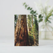 sequoia's in Yosemite Briefkaart (Staand voorkant)