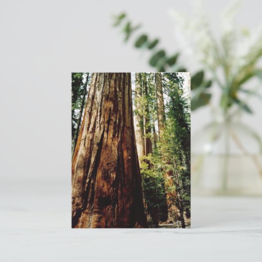 sequoia's in Yosemite Briefkaart (Staand voorkant)