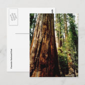 sequoia's in Yosemite Briefkaart (Voorkant / Achterkant)