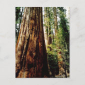 sequoia's in Yosemite Briefkaart (Voorkant)