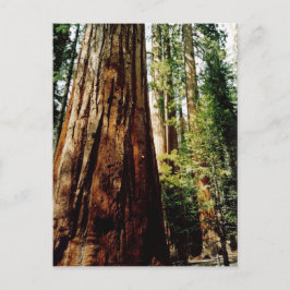 sequoia's in Yosemite Briefkaart