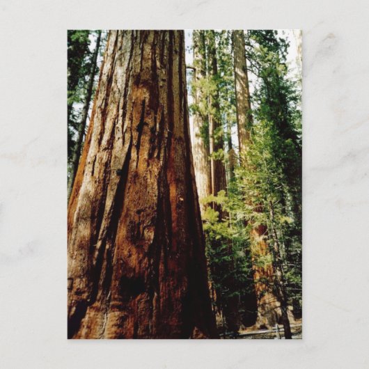 sequoia's in Yosemite Briefkaart (Voorkant)