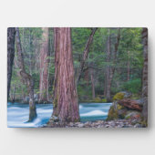 Sequoia's & Merced River Yosemite National Park, C Fotoplaat (voorkant)