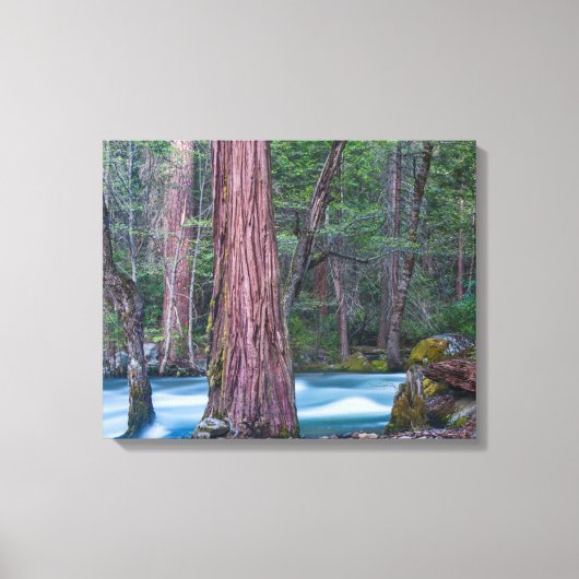 Sequoia's & Merced rivier Yosemite National Park, Canvas Afdruk (Voorkant)