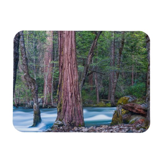 Sequoia's & Merced rivier Yosemite National Park, Magneet (Horizontaal)