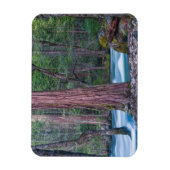 Sequoia's & Merced rivier Yosemite National Park, Magneet (Verticaal)