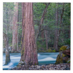 Sequoia's & Merced Rivier Yosemite National Park,  Tegeltje