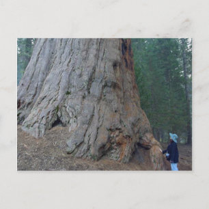 Sequoias Trees Giants Briefkaart