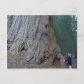 Sequoias Trees Giants Briefkaart (Voorkant)