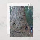 Sequoias Trees Giants Briefkaart (Voorkant / Achterkant)