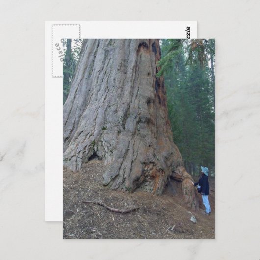 Sequoias Trees Giants Briefkaart (Voorkant / Achterkant)