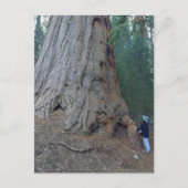 Sequoias Trees Giants Briefkaart (Voorkant)