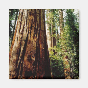 sequoia's- Yosemite Magneet
