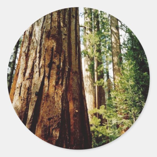 sequoia's- Yosemite Ronde Sticker (Voorkant)