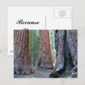 Sequoibomen Bossen Briefkaart (Voorkant / Achterkant)