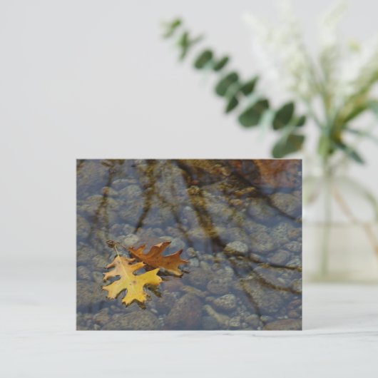 Sequuia Briefkaart (Staand voorkant)