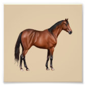 Serafina - braunes Pferd, stehend - Foto Afdruk (Voorkant)