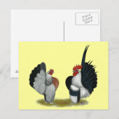 Serama Bantams Briefkaart (Voorkant / Achterkant)