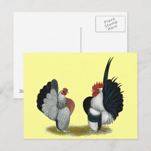 Serama Bantams Briefkaart (Voorkant / Achterkant)