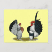 Serama Bantams Briefkaart (Voorkant)