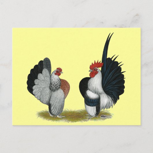 Serama Bantams Briefkaart (Voorkant)