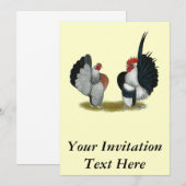 Serama Bantams Kaart (Voorkant / Achterkant)