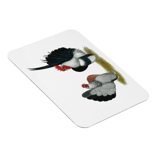 Serama Bantams Magneet (Rechterzijde)