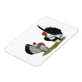 Serama Bantams Magneet (Linkerzijde)