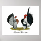 Serama Bantams Poster (Voorkant)